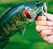 专业级企业解决方案的ddos免费测试